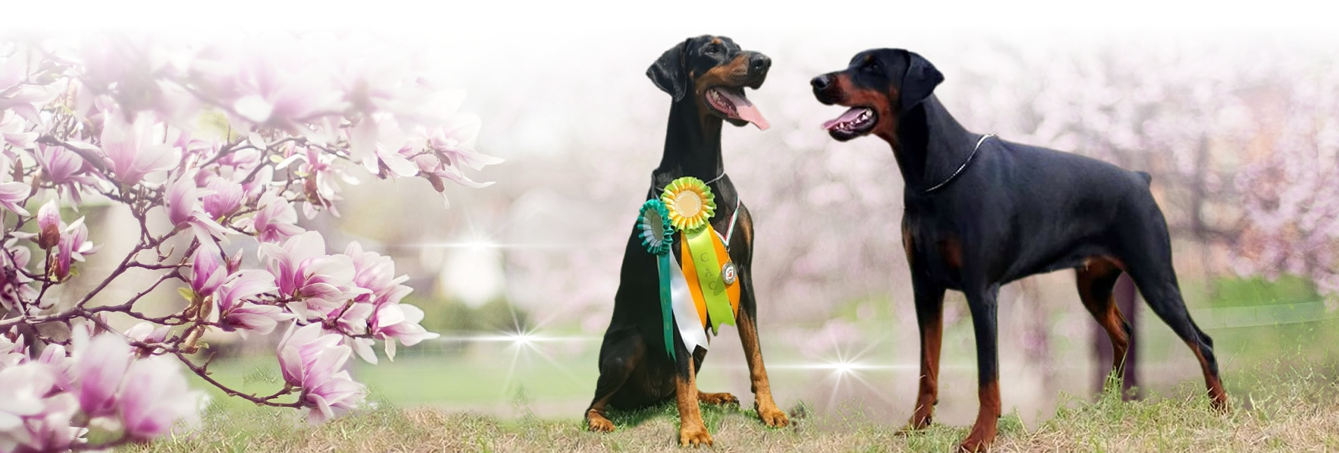 Allevamento Dobermann delle Giovani Promesse