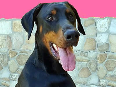 Il carattere del Dobermann